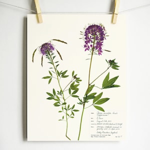 Rocky Mountain Beeplant Print; pressed botanical print purple flower art print of Colorado wildflower herbarium specimen art