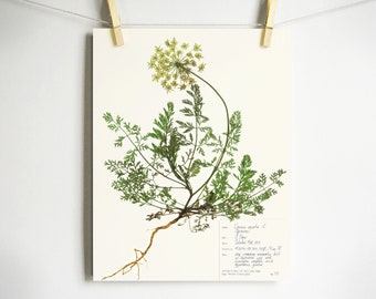 Queen Anne's Lace Print; pressed flower wall art wildflower art wild carrot herbarium specimen pressed botanical science art plant with root