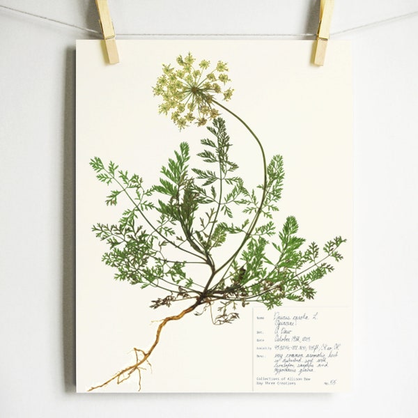 Queen Anne's Lace Print; pressed flower wall art wildflower art wild carrot herbarium specimen pressed botanical science art plant with root