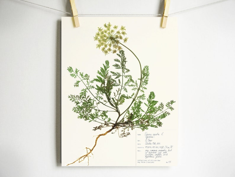May include: A botanical print on off-white paper featuring a pressed Daucus carota plant with green feathery leaves, a long root, and a pale yellow flower head. A white label in the bottom right corner contains handwritten text and scientific data.