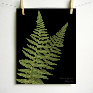 May include: A botanical print featuring two green fern fronds set against a solid black background. The lower right corner contains small, white, handwritten-style text that reads Pteridium aquilinum and Allison L. Law, presented as a rectangular art piece.