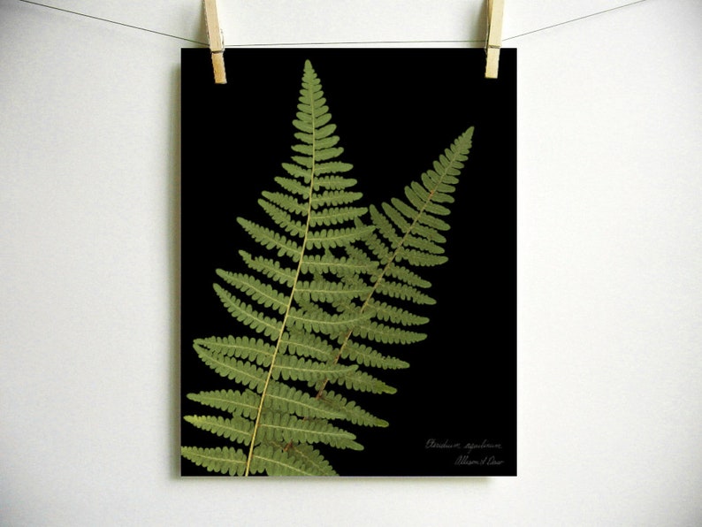 May include: A botanical print featuring two green fern fronds set against a solid black background. The lower right corner contains small, white, handwritten-style text that reads Pteridium aquilinum and Allison L. Law, presented as a rectangular art piece.