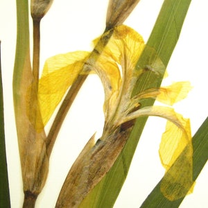 Yellow Iris Print; pressed botanical art yellow flower print vibrant color garden flower herbarium art dark floral wall décor dark botanical image 3