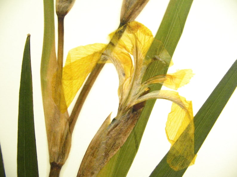 Yellow Iris Print; pressed botanical art yellow flower print vibrant color garden flower herbarium art dark floral wall décor dark botanical image 3