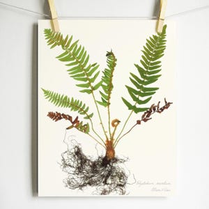 May include: A botanical print on white paper featuring a pressed fern with green fronds, brown lower leaves, and a detailed root system. The plant is centered on the page with handwritten text in the bottom right corner, all suspended by two wooden clips.