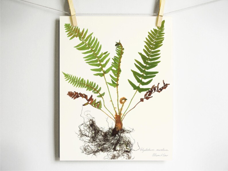 May include: A botanical print on white paper featuring a pressed fern with green fronds, brown lower leaves, and a detailed root system. The plant is centered on the page with handwritten text in the bottom right corner, all suspended by two wooden clips.