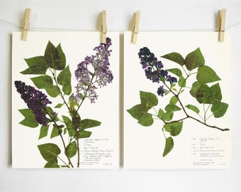 Lilac Print Set; pressed plant art purple flower home décor scientific wall art set of 2 11x14 prints oregon art modern farmhouse botanical
