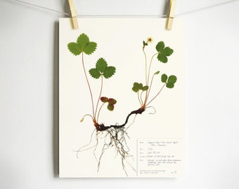 Woodland Strawberry Print; wild strawberry fragaria herbarium specimen pressed botanical print pressed wildflower art scientific art