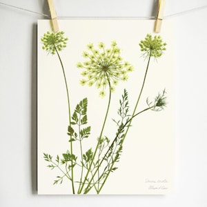 May include: A botanical art print on a cream background featuring three green Daucus carota flower heads with delicate stems and feathery foliage. The bottom right corner displays the text Daucus carota and Allison D'Ono in a light gray script font.