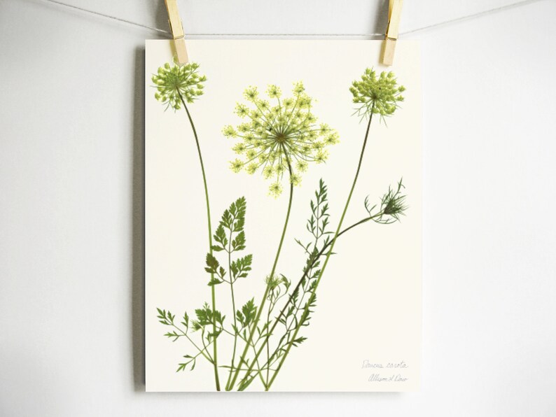 May include: A botanical art print on a cream background featuring three green Daucus carota flower heads with delicate stems and feathery foliage. The bottom right corner displays the text Daucus carota and Allison D'Ono in a light gray script font.
