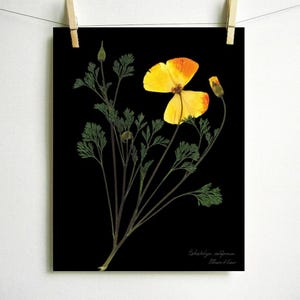 May include: A pressed California poppy flower with yellow and orange petals, preserved on a black background. The botanical name "Eschscholzia californica" and the artist's name "Alison M. Dean" are printed at the bottom of the image.