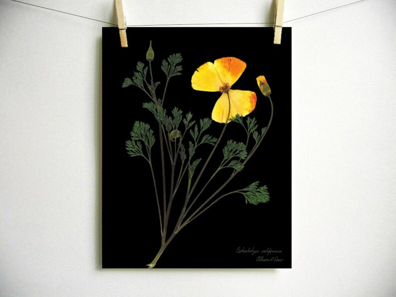 May include: A pressed California poppy flower with yellow and orange petals, preserved on a black background. The botanical name "Eschscholzia californica" and the artist's name "Alison M. Dean" are printed at the bottom of the image.