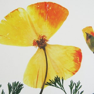 May include: A pressed California poppy flower with yellow and orange petals and a green bud. The flower is mounted on a white background with green foliage.