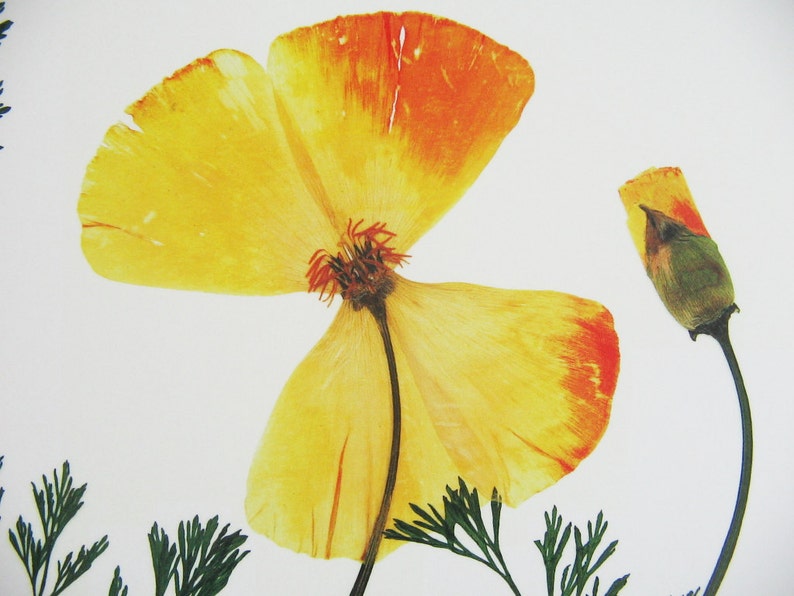 May include: A pressed California poppy flower with yellow and orange petals and a green bud. The flower is mounted on a white background with green foliage.