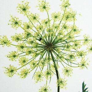 Queen Anne's Lace Print; botanical print pressed flower art kitchen decor farmhouse style print herbarium specimen wildflower art carrot image 3