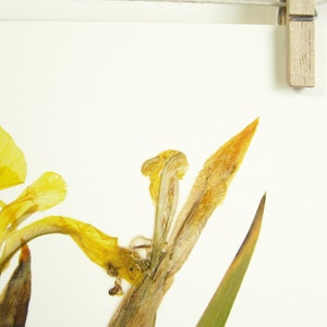 Yellow Iris Print; pressed botanical art yellow flower print vibrant color garden flower herbarium art dark floral wall décor dark botanical image 6