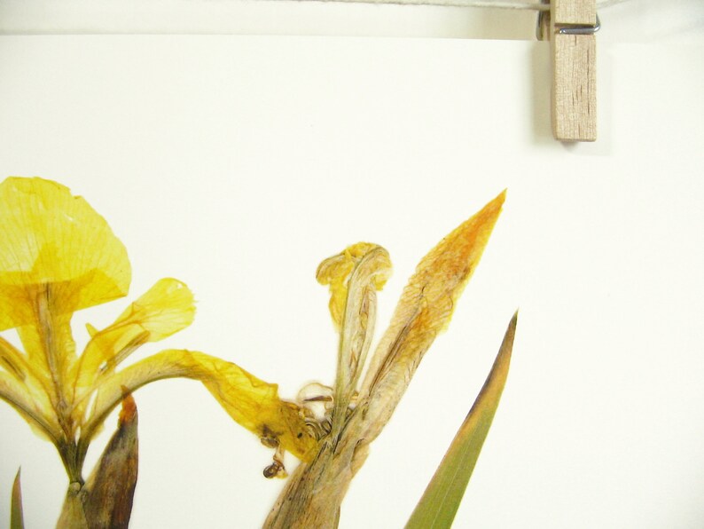 Yellow Iris Print; pressed botanical art yellow flower print vibrant color garden flower herbarium art dark floral wall décor dark botanical image 6