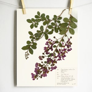Crape Myrtle Print; pressed flower art print of original plum colored flower décor dried plant print southern flowers tree branch wall art