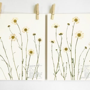 Daisy Print Set; farmhouse wall art pressed flower print white daisy print wildflowers print set pressed botanical art herbarium art