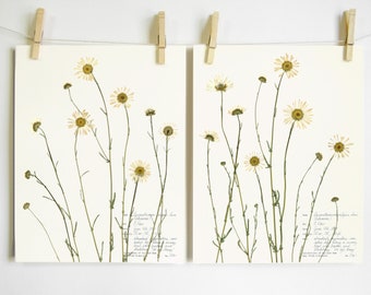 Daisy Print Set; farmhouse wall art pressed flower print white daisy print wildflowers print set pressed botanical art herbarium art