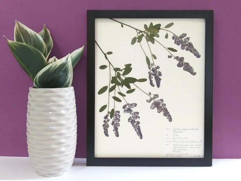 Real Pressed California Lilac 11x14 Framed Herbarium Specimen Art, scientific botanical wall art dried flowers original framed art deerbrush image 2