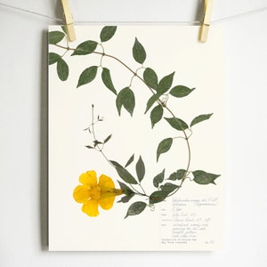 Cat’s Claw Vine Print; yellow pressed flower herbarium art tropical flower natural décor floral wall art with botany label physical print