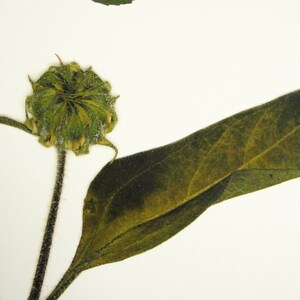 May include: A close-up of a dried sunflower bud with a green stem and a single large, dark green leaf.