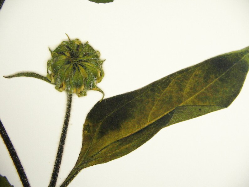 May include: A close-up of a dried sunflower bud with a green stem and a single large, dark green leaf.