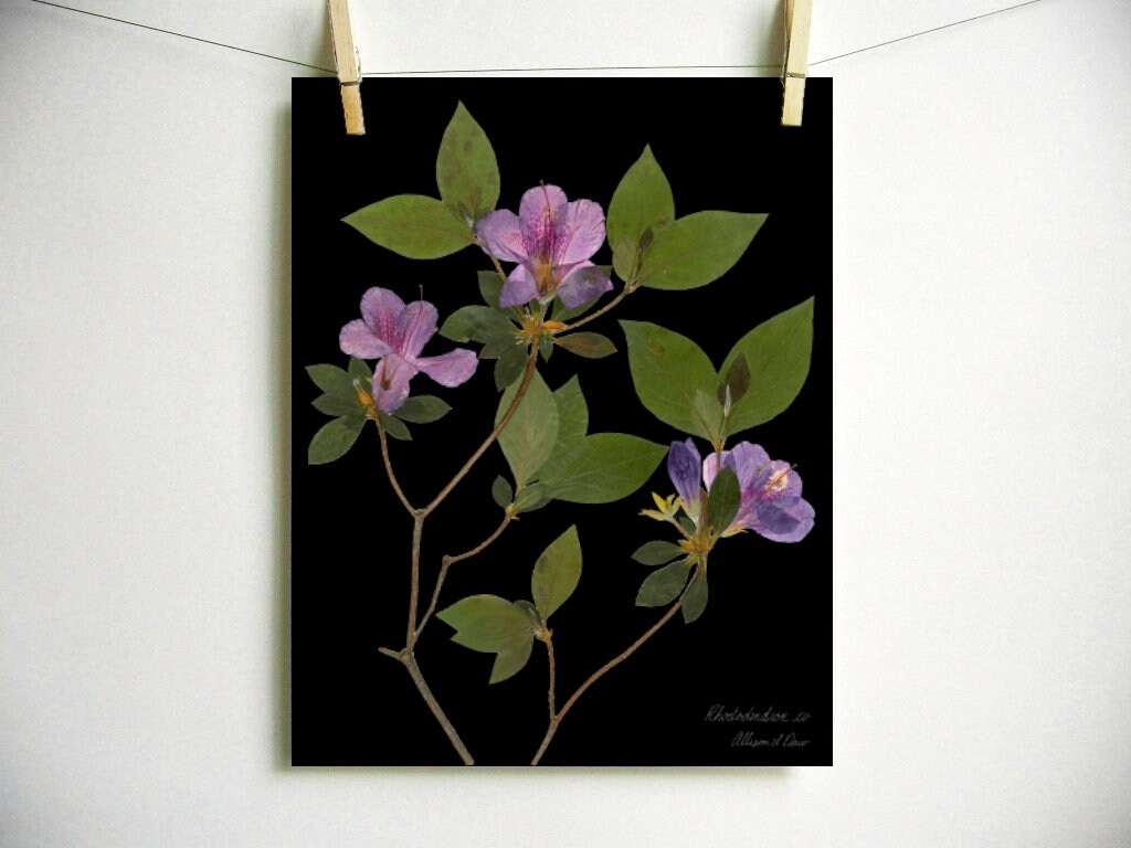 Azalea Print; Pressed Flower Wall Art Plant Print Purple Flower Decor ...
