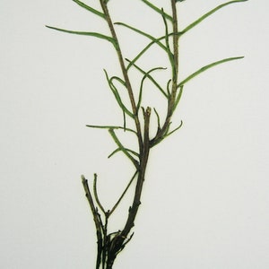 May include: A close-up of a dried plant with thin, green stems and branches. The plant is on a white background.
