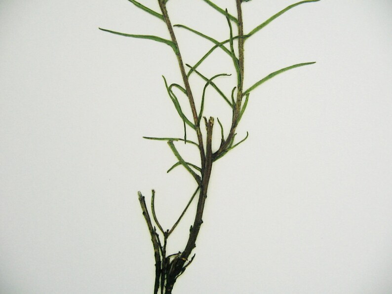 May include: A close-up of a dried plant with thin, green stems and branches. The plant is on a white background.