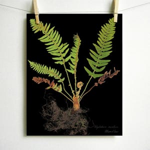 May include: A botanical print on a black background featuring a fern with vibrant green fronds, some withered brown leaves, and exposed roots at the base. The text Polystichum acrostichoides and Christmas Fern is printed in the bottom right corner.