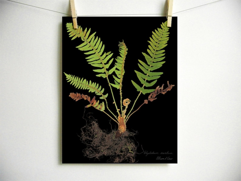 May include: A botanical print on a black background featuring a fern with vibrant green fronds, some withered brown leaves, and exposed roots at the base. The text Polystichum acrostichoides and Christmas Fern is printed in the bottom right corner.