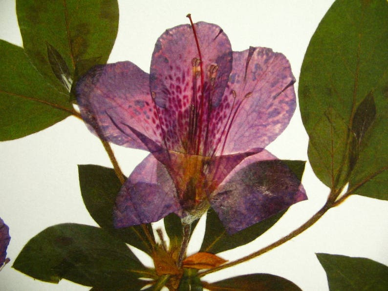 Azalea Print; Pressed Flower Wall Art Plant Print Purple Flower Decor ...