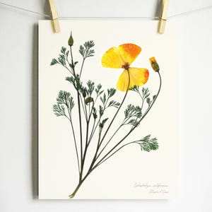 May include: A pressed flower art print featuring a yellow and orange California poppy with green stems and leaves. The print is titled "Eschscholzia californica" with the artist's name below.