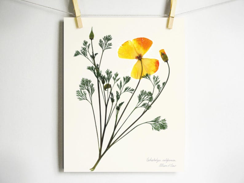 May include: A pressed flower art print featuring a yellow and orange California poppy with green stems and leaves. The print is titled "Eschscholzia californica" with the artist's name below.