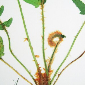 May include: A pressed fern specimen featuring multiple green fronds with serrated edges and thin, light green stems covered in fine, golden-brown hairs. A central, tightly coiled fiddlehead displays a dense, fuzzy, orange-brown texture.