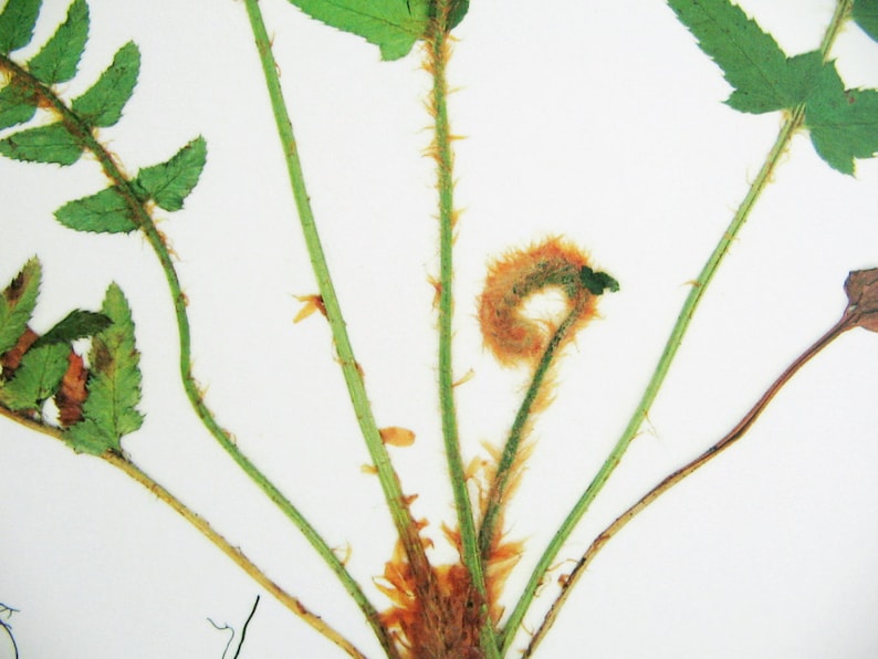May include: A pressed fern specimen featuring multiple green fronds with serrated edges and thin, light green stems covered in fine, golden-brown hairs. A central, tightly coiled fiddlehead displays a dense, fuzzy, orange-brown texture.