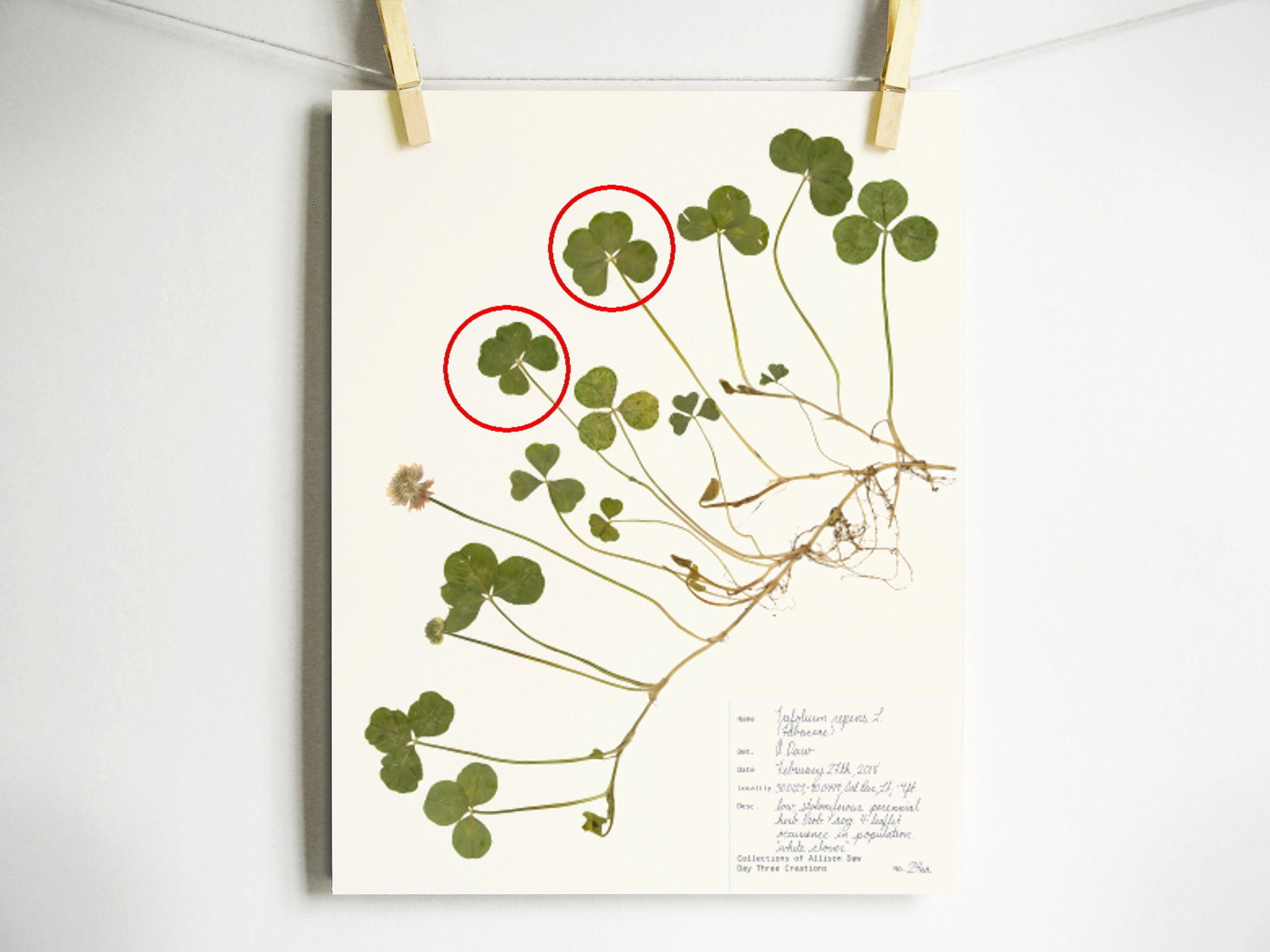 Double Four Leaf Clover Print Pressed Clover Herbarium Print Etsy