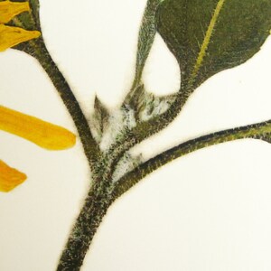 May include: Close-up of a sunflower stem with yellow petals and green leaves. The stem is covered in fine hairs.