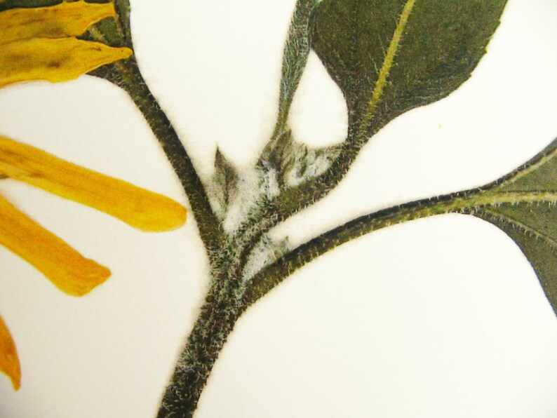May include: Close-up of a sunflower stem with yellow petals and green leaves. The stem is covered in fine hairs.