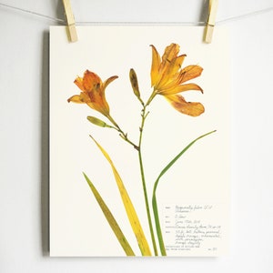 Orange Day Lilly Botanischer Druck, Druck von Original Herbarium Specimen gepresstes botanisches Kunstwerk, 8 x 10 oder 11 x 14 dunkelorange Blumenkunst