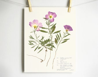 Primrose Print; pressed flower print purple nursery décor 11x14 print 8x10 5x7 wildflower art modern farmhouse style herbarium print label