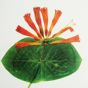 May include: A pressed flower arrangement featuring a single green leaf with a prominent vein pattern and a cluster of orange trumpet-shaped flowers.