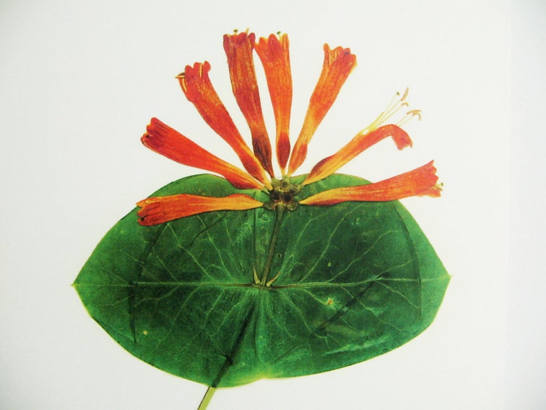 May include: A pressed flower arrangement featuring a single green leaf with a prominent vein pattern and a cluster of orange trumpet-shaped flowers.