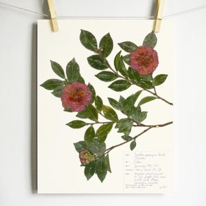 Camellia Print; herbarium wall art dried plant art green and pink floral art made from nature pressed plant decor southern flower print