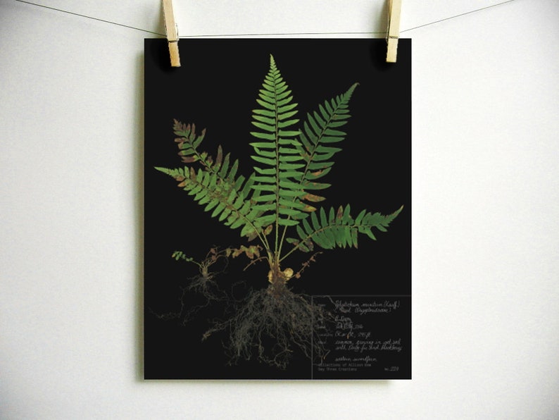 Fern Print pressed plant art pressed fern art print of original herbarium specimen art fern fronds scientific fern wall art sword fern Dark (with label)