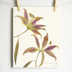 May include: Two pressed and dried lilies with pink and yellow petals on a white background. The text "Lilium martagon 'Stargazer' William of Orange" is printed below the flowers.