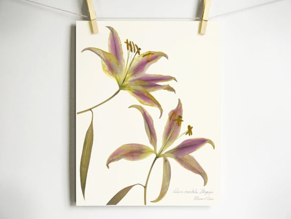 Stargazer Lily Print; art deco style pressed flower art gift for gardener plant lover in multiple sizes from original art sustainable paper