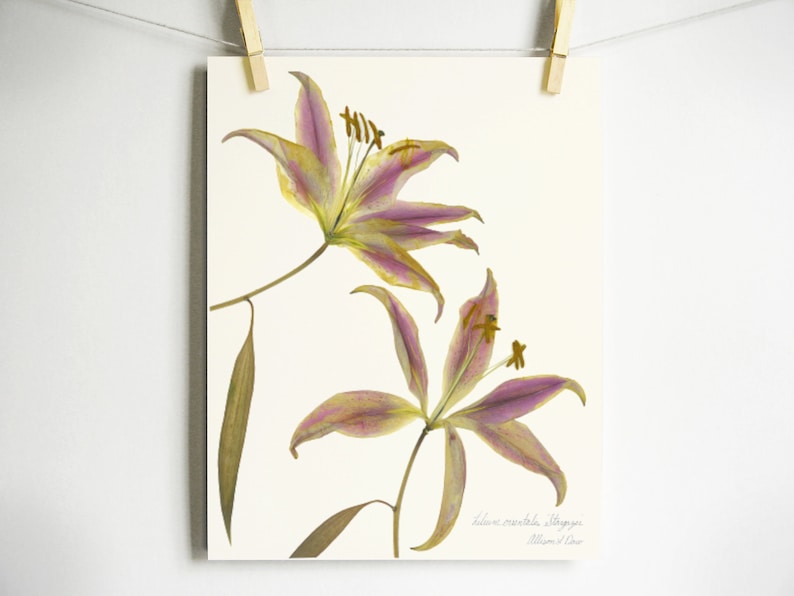 May include: Two pressed and dried lilies with pink and yellow petals on a white background. The text "Lilium martagon 'Stargazer' William of Orange" is printed below the flowers.